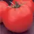 Tomato, Celebrity Untreated - 500 Sd Ct