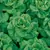 Lettuce, Buttercrunch 5,000 Seed Count