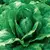 Lettuce, Paris Island Cos (Romaine) 10,000 Seed Count