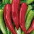 Peppers, Hungarian Hot Wax - 10,000 Seed Count
