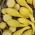 Squash, Summer Crookneck - 10,000 Seed Count