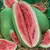 Watermelon, Charleston Grey 5,000 Seed Count