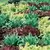 Lettuce, Gourmet Salad Blend 1,000 Seed Count