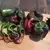 Peppers, Ancho - 5,000 Seed Count