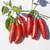 Peppers, Serrano Tampiqueno - 10,000 Seed Count