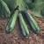 Squash, Spineless Beauty Treated - 100 Seed Count