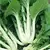 Cabbage, Chinese Pak Choi 1,000 Seed Count