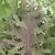 Kale, Red Russian - 1,000 Seed Count