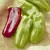 Peppers, Giant Marconi Treated - 10,000 Seed Count
