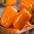 Peppers, Orange Blaze Treated - 500 Seed Count