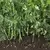 Peas, Snak Hero - 50lb Bag
