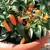 Pepper, Cheyenne Hot (patio) - 1000 Seed Count