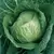 Cabbage, Early Jersey Wakefield 5,000 Seed Count