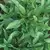 Basil, Thai 1