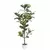 Algreen 70" Ficus