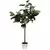 Algreen 67" Oak Tree