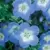 Nemophila, Baby Blue Eyes oz