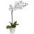 Algreen 20" Orchid White