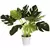 Algreen 19" Monstera