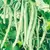 Beans, Blue Lake FM1 Pole - 25lb