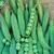 Peas, Lincoln Treated - 50lb