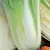 CABBAGE, MICHIHLI CHINESE 1 LB EACH