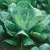 Collards, Morris Heading - 1/2oz