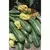 SQUASH, COCOZELLE 1/2 LB BAG EACH
