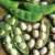 Limas, White Dixie Butterpea - 25lb