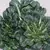 Cabbage, Tatsoi Chinese - 1lb