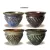 MCarr 50PC Round Belly Pot Planter Plt