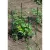 Cassie Cages 24" Tomato Corral Ext Green