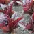 Lettuce, Red Romaine 10,000 Seed Count