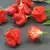 Peppers, Jamaican Red - 5,000 Seed Count