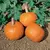 Pumpkin, Wee Be Little -1,000 Seed Count