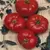 Tomato, Box Car Willie - 5,000 Seed Count