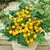 Tomato, Patio Choice Yellow - 5000 Seed Count