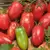 Tomato, Amish Paste - 500 Seed Count