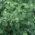 Horehound 1/4 oz