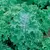 Kale, Vates Blue Curled Scotch - 1,000 Seed Count