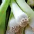 Leek, American Flag - 1,000 Seed Count