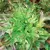 Lettuce, Oakleaf Green 1,000 Seed Count