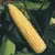 CORN, GOLDEN QUEEN - 1/2