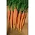 Carrot, Little Finger - 1/2oz