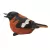 MCarr Oriole Chirper