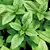 Basil, Large Leaf Italian 1 oz