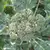 Broccoli, Calabrese - 1/2oz