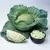 Cabbage, Wisconsin All Season - 1/2oz