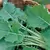 Kale, Tall Spring - 1/2oz