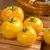 Tomato, Lemon Boy Untreated - 500 Sd Ct